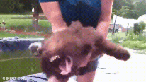 A Person Is Holding A Brown Dog In Their Arms . GIF