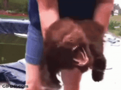 A Person Is Holding A Brown Dog With Its Mouth Wide Open GIF