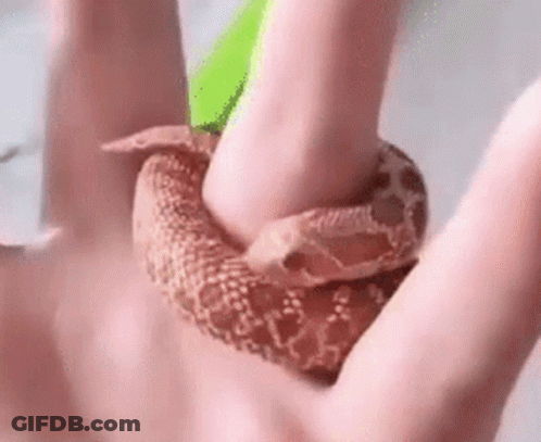 A Person Is Holding A Brown Snake In Their Hand . GIF