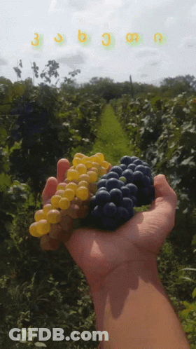 A Person Is Holding A Bunch Of Grapes In Their Hand And The Letters 3 And 6 Are Visible GIF