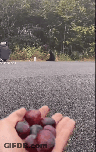 A Person Is Holding A Bunch Of Grapes In Their Hand With The Number 387189087 On The Bottom GIF