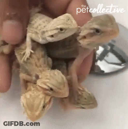 A Person Is Holding A Bunch Of Lizards With The Pet Collective Logo On The Bottom GIF