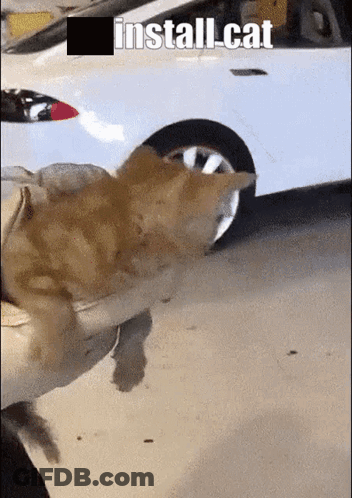 A Person Is Holding A Cat In Front Of A White Car With The Words Install Cat On The Bottom GIF
