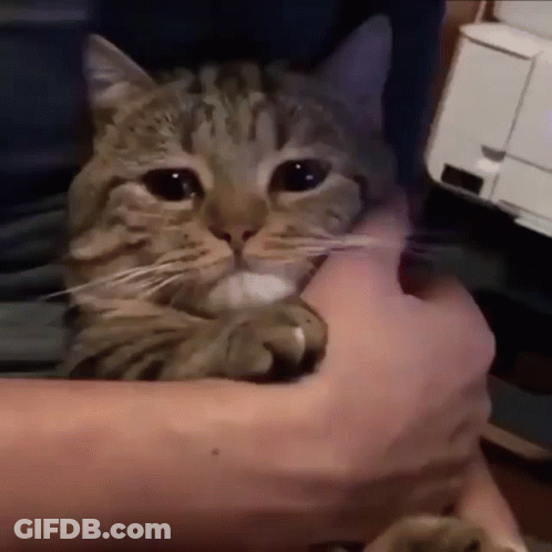 A Person Is Holding A Cat In Their Arms And The Cat Is Looking At The Camera GIF