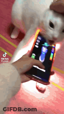 A Person Is Holding A Cell Phone In Front Of A Cat GIF