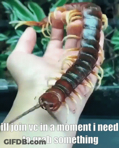 A Person Is Holding A Centipede In Their Hand With The Caption " Ill Join Vc In A Moment I Need To Grab Something " GIF