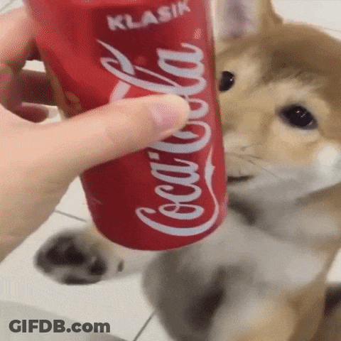 A Person Is Holding A Coca Cola Can In Front Of A Dog . GIF