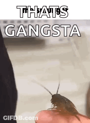 A Person Is Holding A Cockroach On Their Finger With The Caption That 'S Gangsta .. GIF