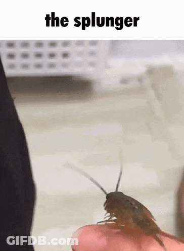 A Person Is Holding A Cockroach On Their Finger With The Caption " The Splunger " Above It GIF