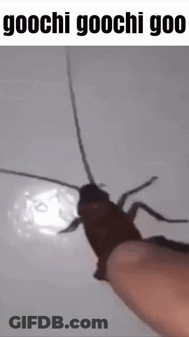 A Person Is Holding A Cockroach With A Caption That Says Goochi Goochi Goo . GIF