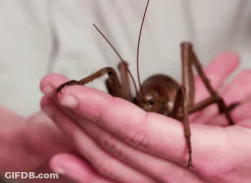 A Person Is Holding A Cricket In Their Hands . GIF