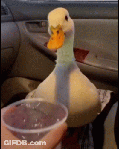 A Person Is Holding A Cup Of Water Next To A Duck GIF