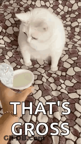 A Person Is Holding A Cup Of Yogurt Next To A White Cat On A Tiled Floor . GIF