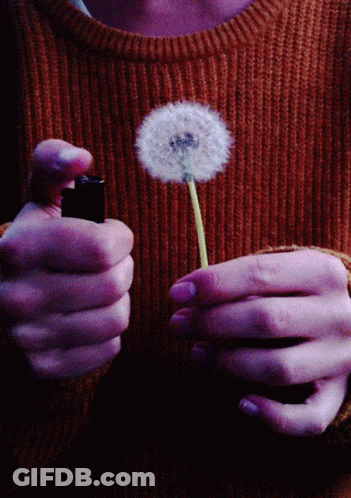 A Person Is Holding A Dandelion And A Lighter In Their Hands GIF