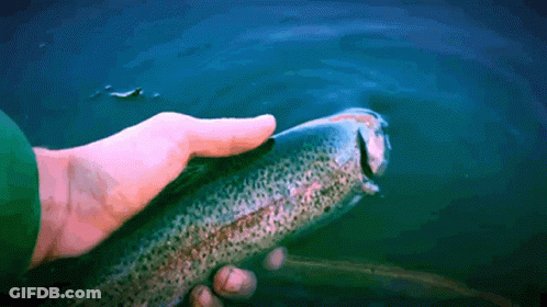 A Person Is Holding A Fish In Their Hand And It Is Swimming In The Water GIF