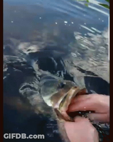 A Person Is Holding A Fish In Their Hand In A Body Of Water GIF