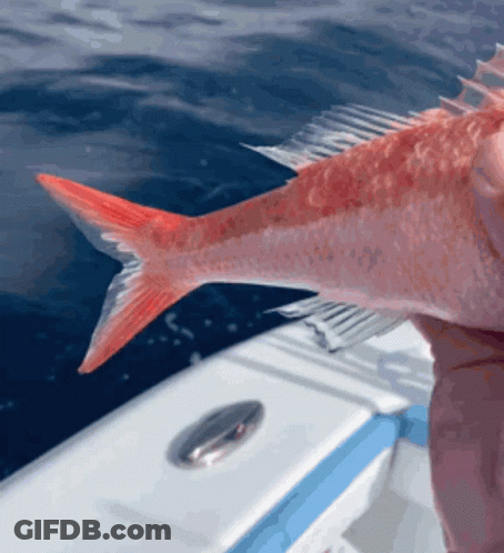 A Person Is Holding A Fish In Their Hand With A Red Tail GIF