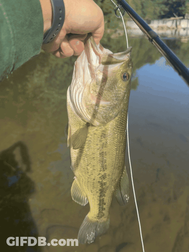 A Person Is Holding A Fish That Has The Word Bass On Its Back GIF