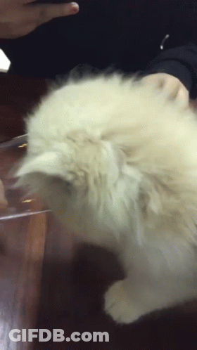 A Person Is Holding A Fluffy White Cat On A Table GIF