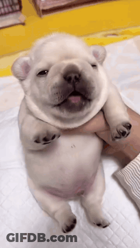 A Person Is Holding A French Bulldog Puppy On Their Lap . GIF
