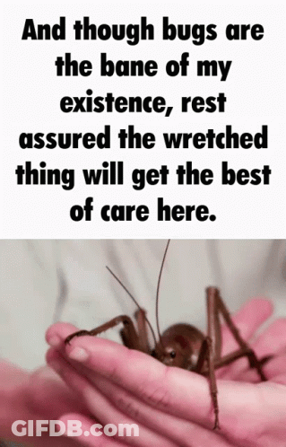 A Person Is Holding A Grasshopper In Their Hands With A Quote About Bugs In The Background GIF
