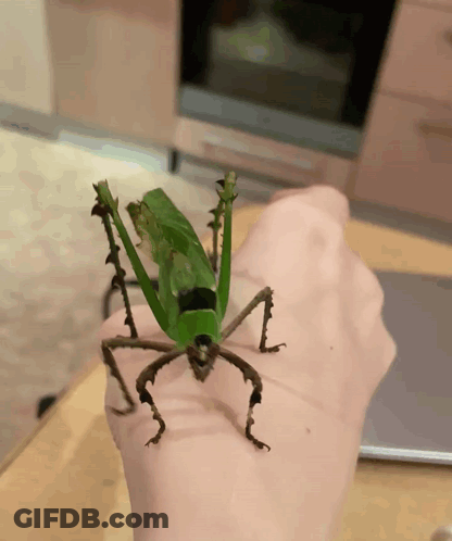 A Person Is Holding A Grasshopper With A Leaf On Its Back GIF