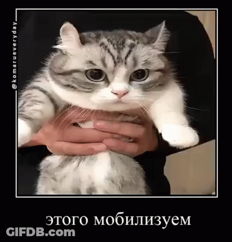 A Person Is Holding A Gray And White Cat In Their Hands GIF