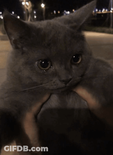 A Person Is Holding A Gray Cat In Their Hands GIF