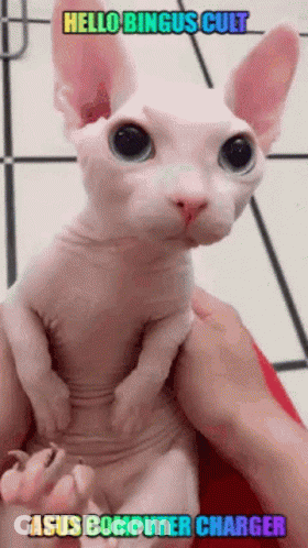 A Person Is Holding A Hairless Cat With The Words Hello Bingus Cult Asus Computer Charger Written On The Bottom GIF