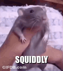 A Person Is Holding A Hamster In Their Hand And The Hamster Is Standing Up . GIF