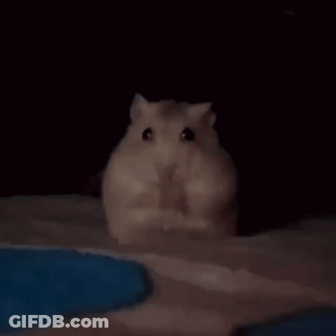 A Person Is Holding A Hamster In Their Hand In The Dark . GIF
