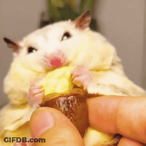 A Person Is Holding A Hamster That Is Eating A Banana GIF