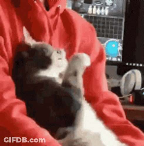 A Person Is Holding A Kitten In Their Arms . GIF