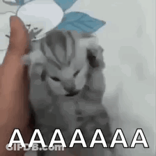 A Person Is Holding A Kitten In Their Hand And The Kitten Is Making A Funny Face . GIF