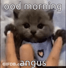 A Person Is Holding A Kitten In Their Hands And The Kitten Is Wearing A Shirt With A Heart On It . GIF