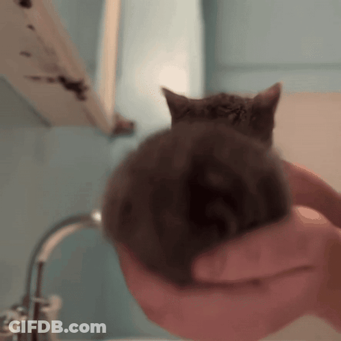 A Person Is Holding A Kitten In Their Hands In Front Of A Sink GIF