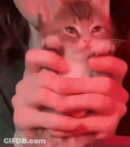 A Person Is Holding A Kitten In Their Hands With Red Lights Behind Them . GIF