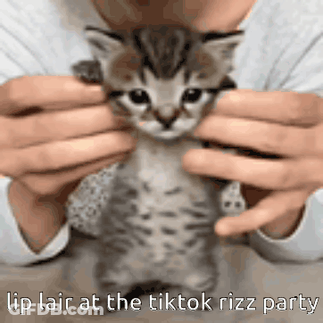 A Person Is Holding A Kitten In Their Hands With The Caption Lip Lair At The Tiktok Rizz Party . GIF