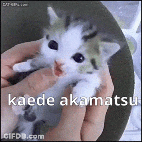 A Person Is Holding A Kitten In Their Hands With The Words `` Kaede Akamatsu '' Written On It . GIF