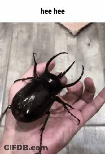 A Person Is Holding A Large Black Beetle In Their Hand With The Text Hee Hee Above It . GIF