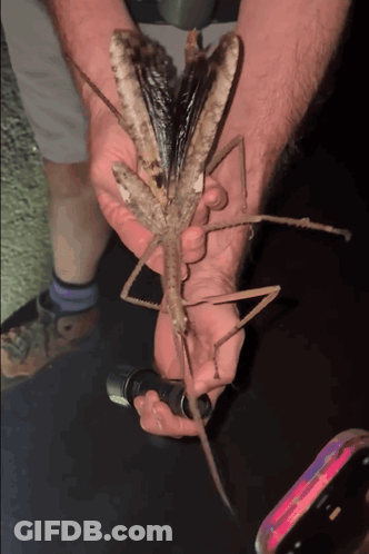 A Person Is Holding A Large Bug In Their Hand GIF