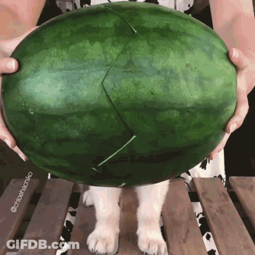 A Person Is Holding A Large Watermelon With A Slice Missing GIF