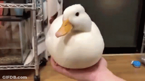 A Person Is Holding A Large White Duck With A Yellow Beak . GIF