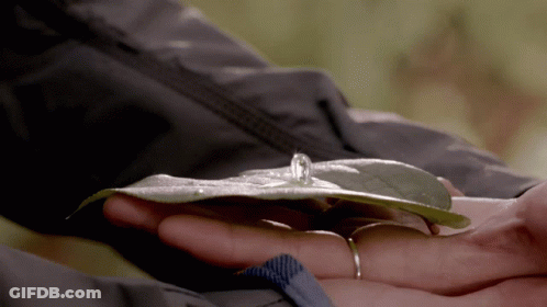 A Person Is Holding A Leaf With A Diamond In It GIF