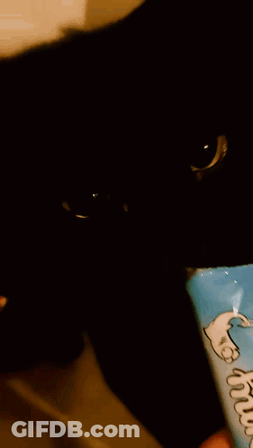 A Person Is Holding A Package Of Cat Treats In Front Of A Cat GIF
