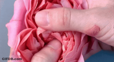 A Person Is Holding A Pink Rose With Their Finger GIF