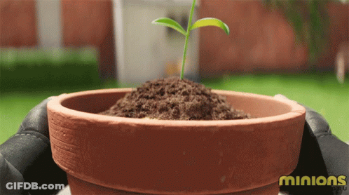 A Person Is Holding A Potted Plant With The Word Minions Written On The Bottom GIF