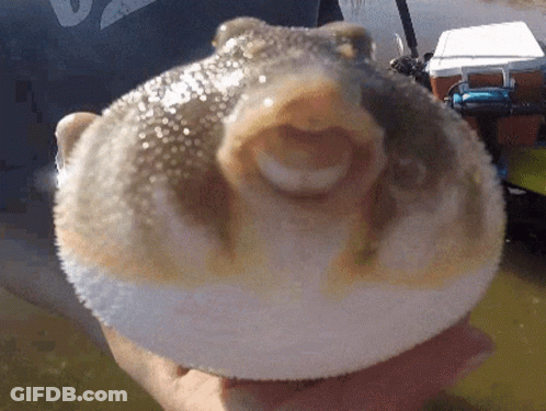 A Person Is Holding A Puffer Fish In Their Hand With Their Mouth Open . GIF