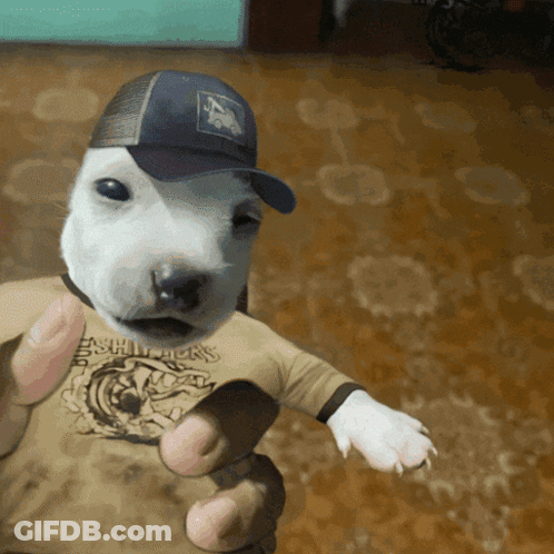 A Person Is Holding A Puppy Wearing A Baseball Cap And A Shirt That Says Eagles On It GIF