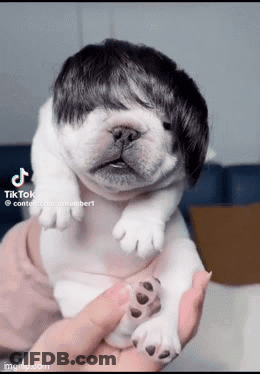 A Person Is Holding A Puppy With A Wig On It . GIF